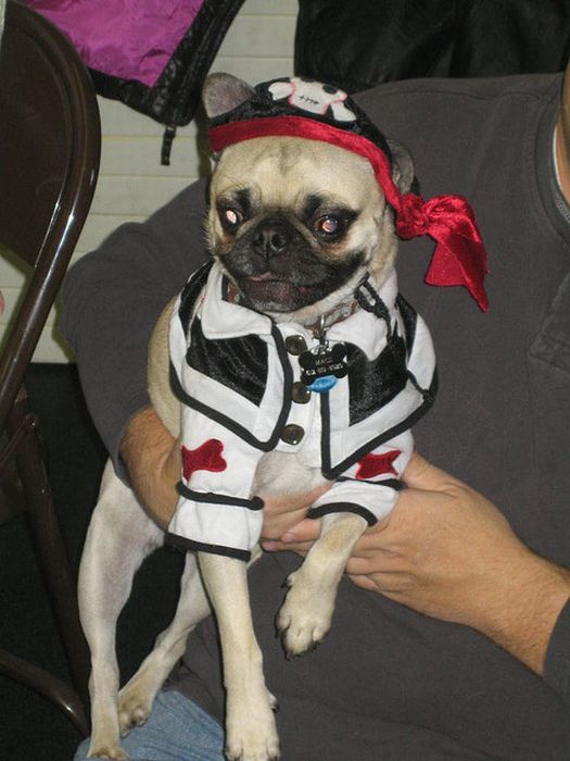 Pug Pirates (24 pics)