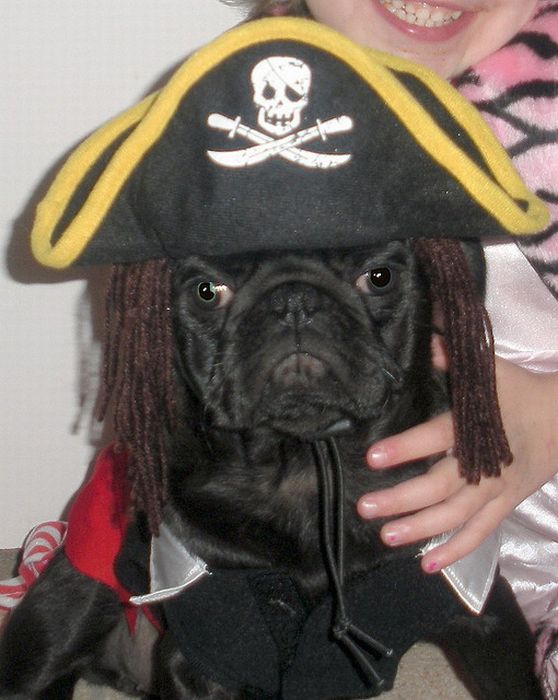 Pug Pirates (24 pics)