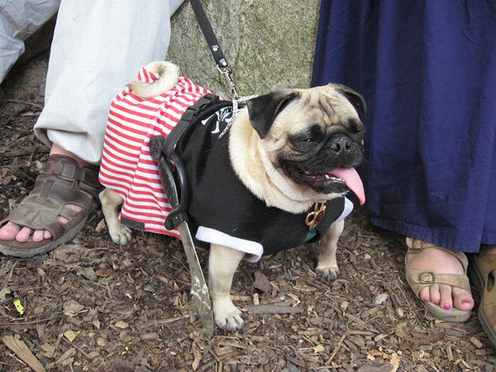 Pug Pirates (24 pics)