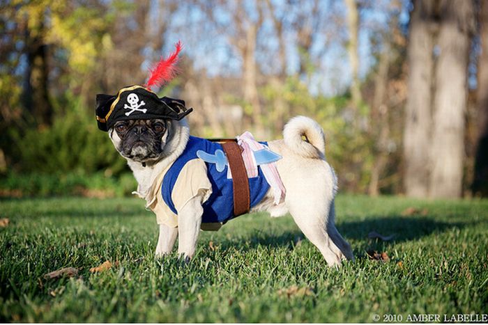 Pug Pirates (24 pics)
