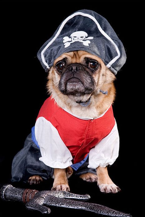 Pug Pirates (24 pics)
