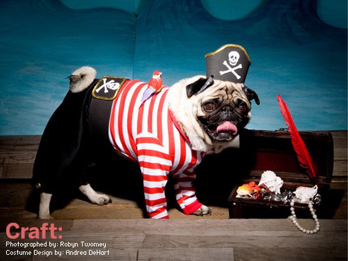 Pug Pirates (24 pics)