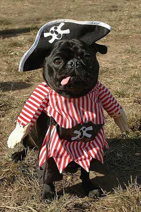 Pug Pirates (24 pics)
