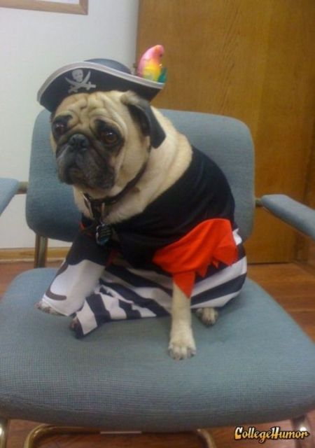 Pug Pirates (24 pics)