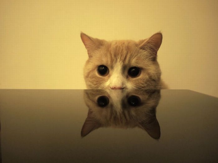 Sneaky Kitties (40 pics)