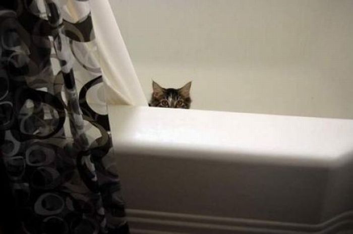 Sneaky Kitties (40 pics)