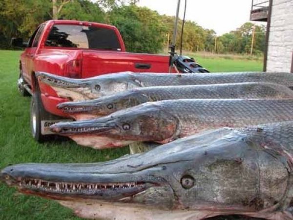 Alligator Fish Called Alligator Gar (10 pics)