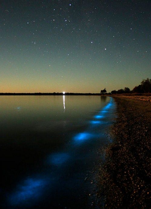 Bioluminescent Lake in Australia (8 pics)