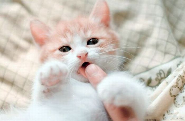 Acid Picdump (114 pics)
