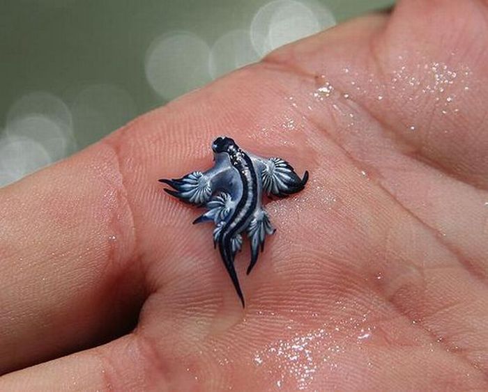 Acid Picdump (114 pics)