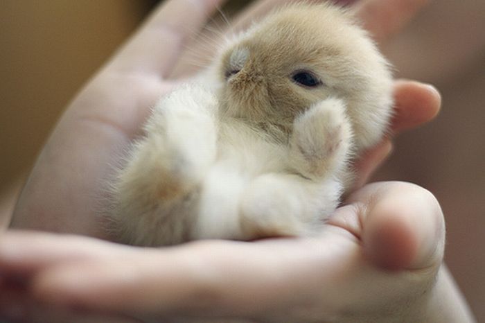 Tiny Adorable Animals (37 pics)