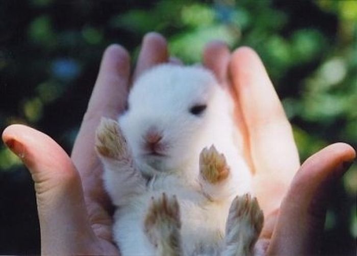 Tiny Adorable Animals (37 pics)