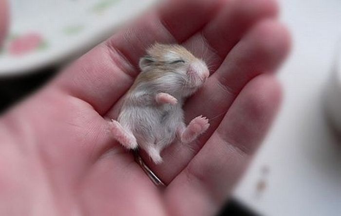 Tiny Adorable Animals (37 pics)