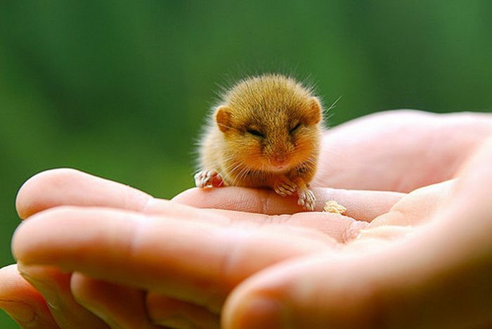 Tiny Adorable Animals (37 pics)