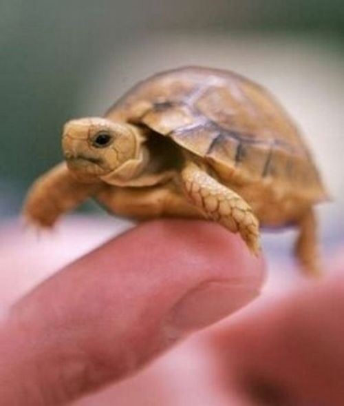 Tiny Adorable Animals (37 pics)