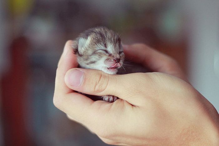 Tiny Adorable Animals (37 pics)