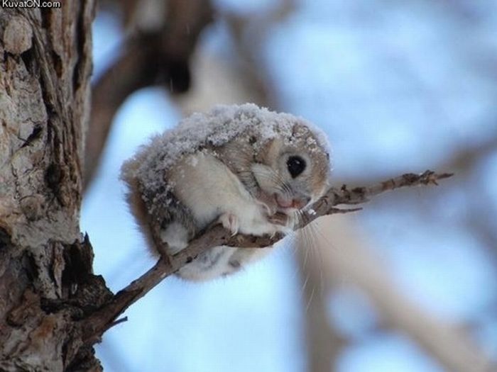 Tiny Adorable Animals (37 pics)