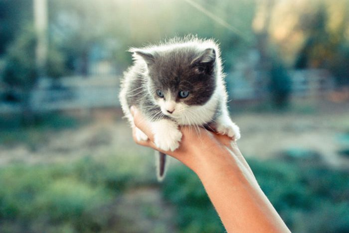 Tiny Adorable Animals (37 pics)