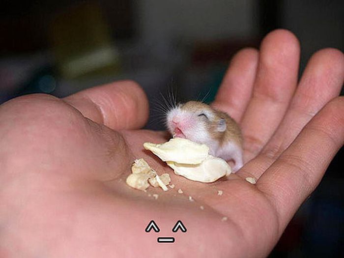 Tiny Adorable Animals (37 pics)