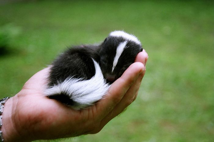 Tiny Adorable Animals (37 pics)