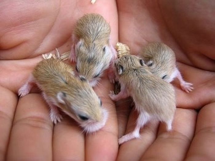 Tiny Adorable Animals (37 pics)