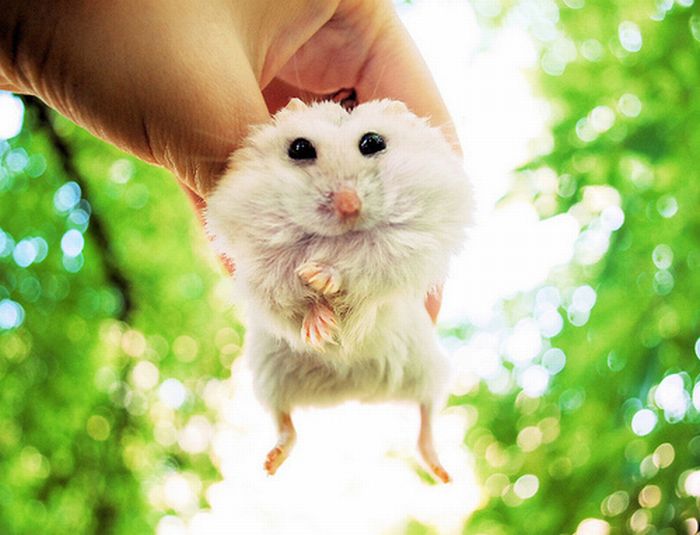 Tiny Adorable Animals (37 pics)