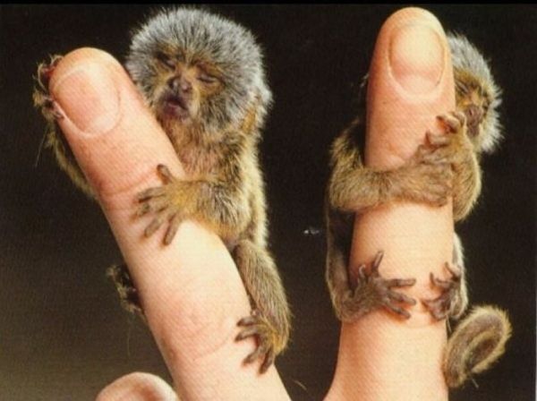 Tiny Adorable Animals (37 pics)