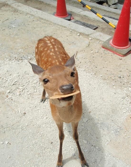 Acid Picdump (112 pics)