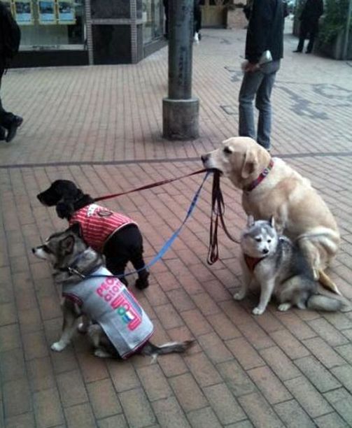 Acid Picdump (112 pics)