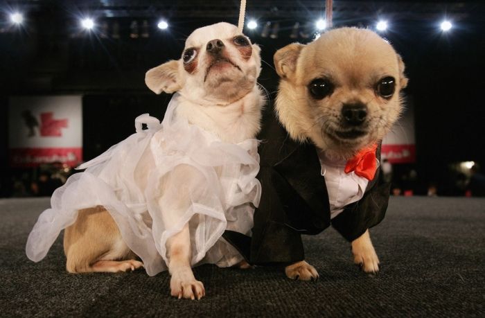 Dressed Up Dogs (38 pics)