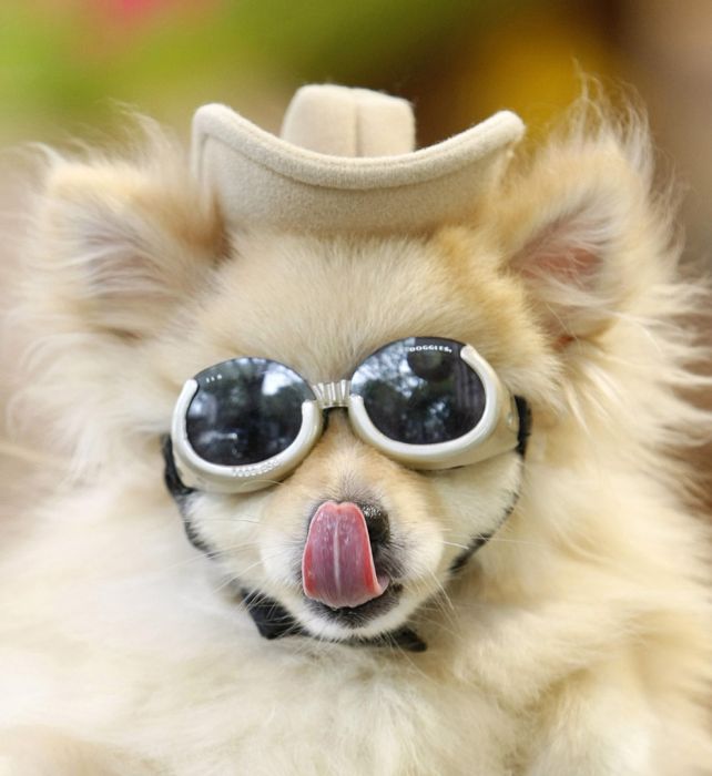 Dressed Up Dogs (38 pics)