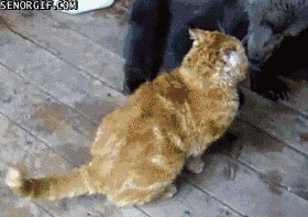 The Best Gif Animations of the Week (20 gifs)