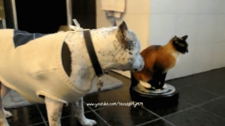 The Best Gif Animations of the Week (20 gifs)