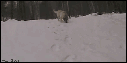 The Best Gif Animations of the Week (20 gifs)