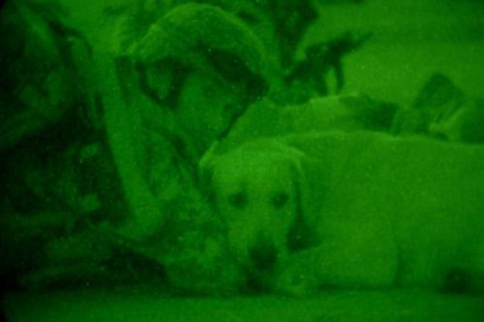 Military Dogs at Night (28 pics)