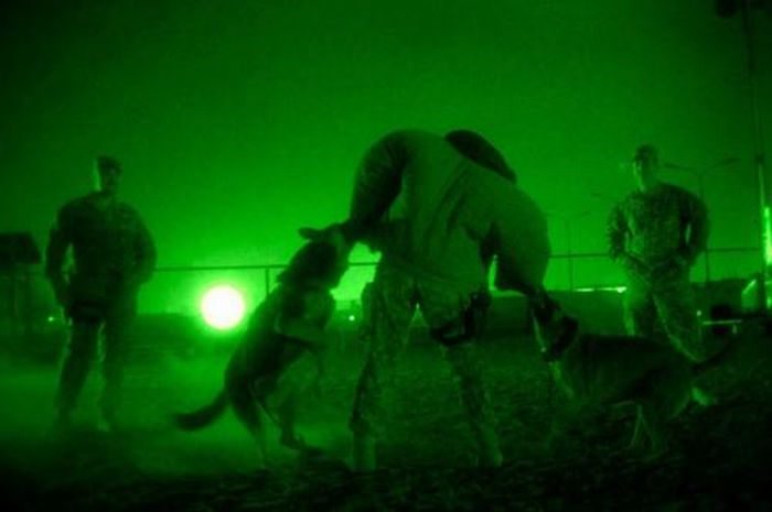 Military Dogs at Night (28 pics)