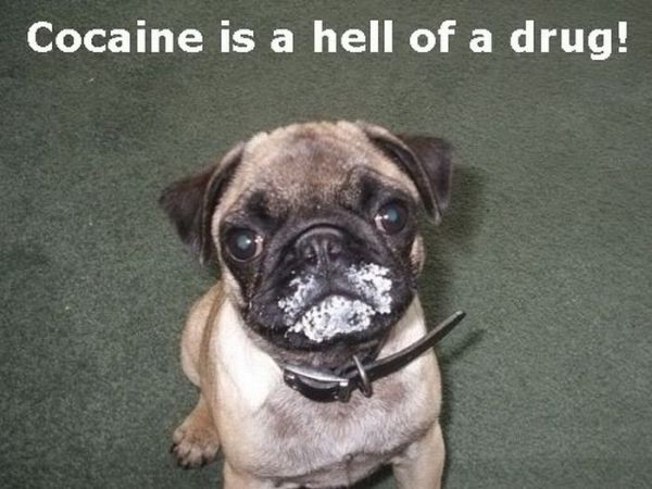 Cocaine Animals (27 pics)