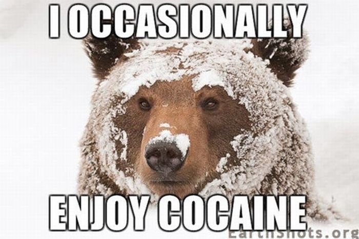 Cocaine Animals (27 pics)