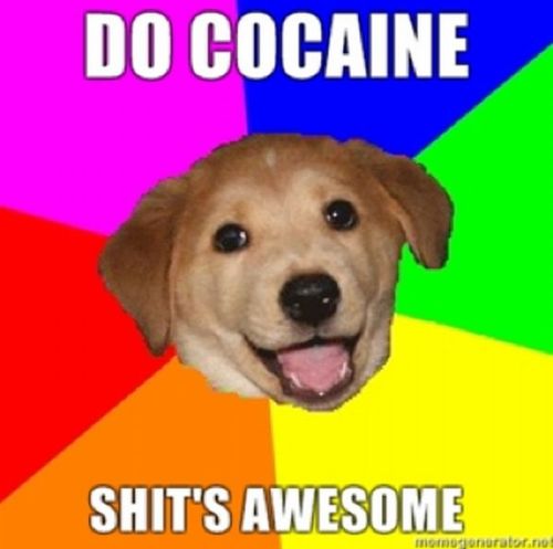 Cocaine Animals (27 pics)