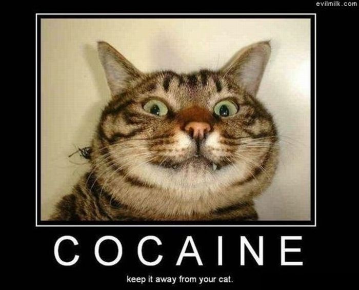 Cocaine Animals (27 pics)