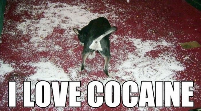 Cocaine Animals (27 pics)