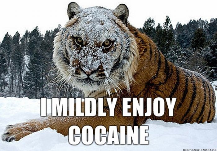 Cocaine Animals (27 pics)