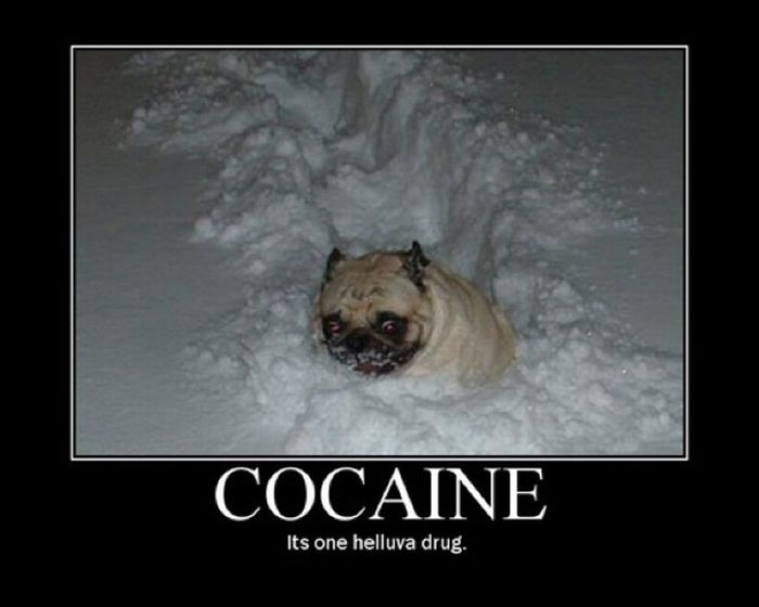 Cocaine Animals (27 pics)