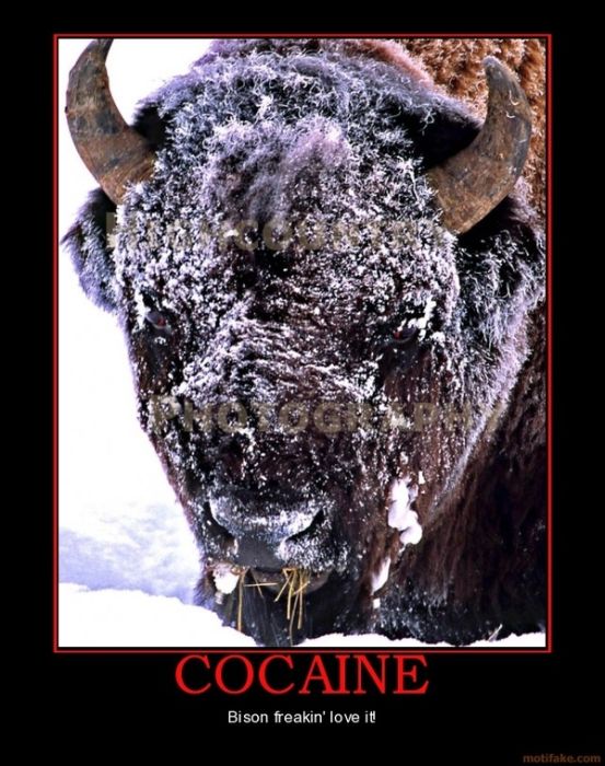 Cocaine Animals (27 pics)