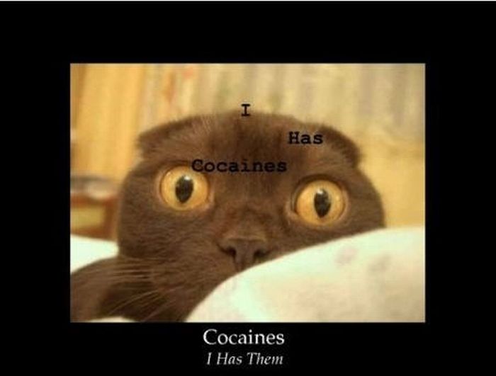 Cocaine Animals (27 pics)