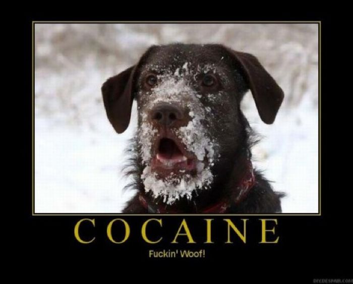 Cocaine Animals (27 pics)