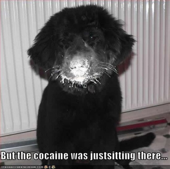 Cocaine Animals (27 pics)