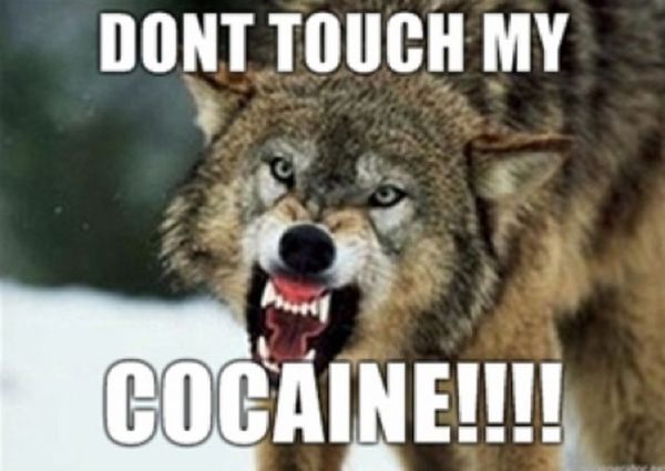 Cocaine Animals (27 pics)