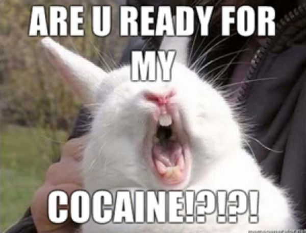 Cocaine Animals (27 pics)