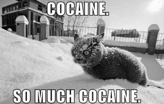 Cocaine Animals (27 pics)